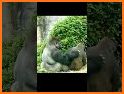 Shoot Couple Animals related image