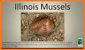Freshwater Mussel Identification Guide related image