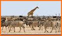 Wild Animals Safari (Full) related image