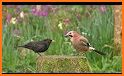 Animal and Bird Sounds related image