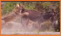 Jungle Animal Hunting Gun Strike: Safari Wild Hunt related image