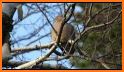 Mourning Dove Coo Call Sound related image