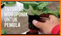 tips praktis belajar menanam sayuran hidroponik related image