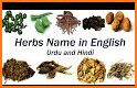 Herbs Dictionary related image