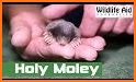 Mole Rescue From House related image