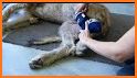 Balto K9 related image