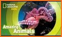 Octopuses Basic Infos related image
