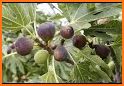 FIGS related image