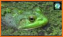 Bullfrogs related image