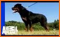 All Dog Breed Profiles related image