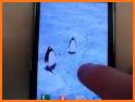 Penguins 3D Pro Live Wallpaper related image