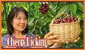 CherryPicking related image