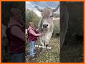 Big Farm related image