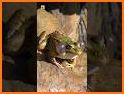 Animal AR Video & Soundboard related image