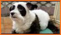 Panda and Dog: Always Dog Cute related image