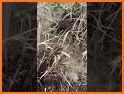 Ants Rush related image