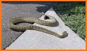 Rattle Snake Rescue related image