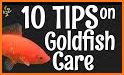 Gold Fish related image