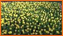 Yellow Tulip Theme related image