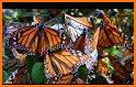 Traveling butterflies related image