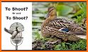 Wood Duck Calls Wood DuckPro related image