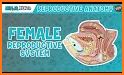 Female Anatomy 3D : Female 3D organs Anatomy related image