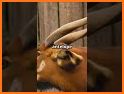 Saola related image