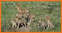 WildlifeDrives-YellowstoneGTNP related image