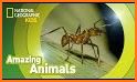 Fun Ant related image