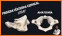 Atlas anatomía related image
