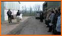 Laminitis related image