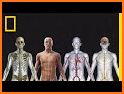 3D Human Anatomy related image