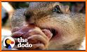Chipmunk related image