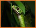 Ninja Jungle related image