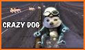 Crazy Dog related image