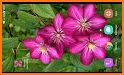 Flower Images Gif, Flowers Live Wallpapers 4K related image