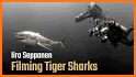 3D tiger sharks theme related image
