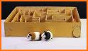 Guinea Pig Puzzle related image