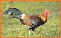 Wild Rooster related image