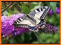 Spring Colorful Butterflies Nature Theme related image