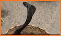 Dancing Snake related image