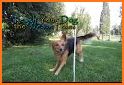 CollieRun - Free Dog game agility training border related image