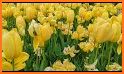 Yellow Tulip Theme related image