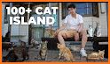 Cats Island related image