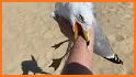 Seagulls Can't Fly? related image