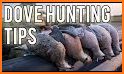 Dove Hunting Calls related image