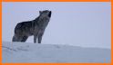 Wolfy Werewolf related image