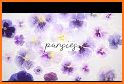 Pansy Flower Purple Theme related image