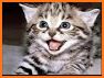Sonidos de Gatos para Celular gratis, tonos y SMS related image