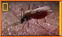 mosquito defense sound s related image